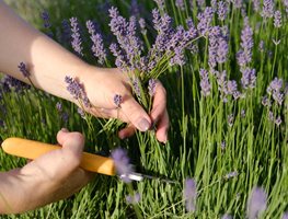 Pruning Lavender
Shutterstock.com
New York, NY