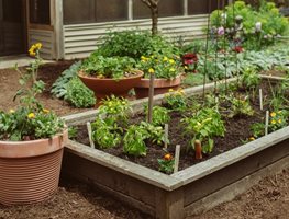 Raised Beg Garden, Vegetable Garden
Proven Winners
Sycamore, IL