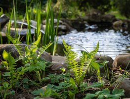 Pond & Ferns, Woodland Garden
Shutterstock.com
New York, NY