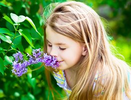 Girl Smelling Lilac Flowers, Fragrant Lilac Flowers
Shutterstock.com
New York, NY