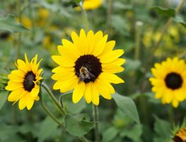 Suncredible Sunflower, Sunflower With Bee
Proven Winners
Sycamore, IL