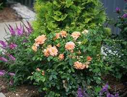 At Last Rosa, Roses In Landscape
Proven Winners
Sycamore, IL