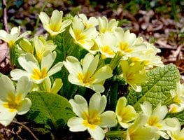 English Primrose, Yellow Primrose Flowers
Shutterstock.com
New York, NY