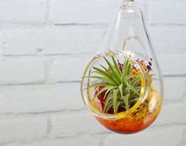 Terrarium, Ornament, Air Plant
Garden Design
Calimesa, CA