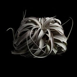 <em>T. xerographica</em>