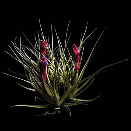<em>T. tenuifolia ‘Blue Flower’</em>