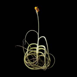 <em>T. intermedia</em>