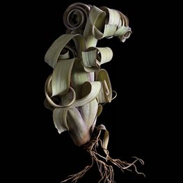 <em>T.</em> ‘Curly Slim’