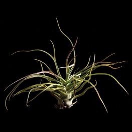 <em>T.</em> ‘Showtime’