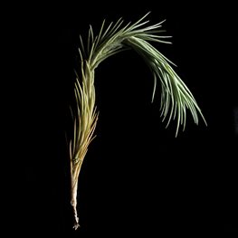 <em>T. tenuifolia</em>