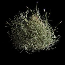 <em>T. mallemontii</em>