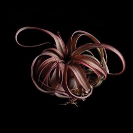 <em>T.</em> ‘Eric Knobloch’