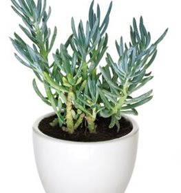 Senecio mandraliscae