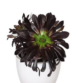 Aeonium arboreum 'Zwartkop'