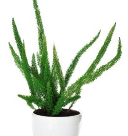 Asparagus densiflorus