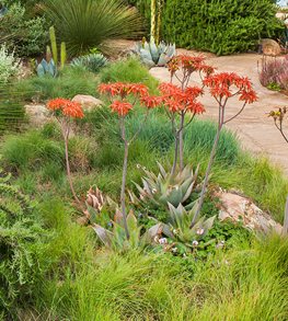 Coral Aloe, Aloe Striata
Garden Design
Calimesa, CA