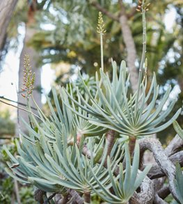 Fan Aloe, Aloe Plicatilis
Garden Design
Calimesa, CA