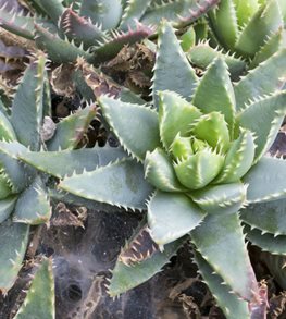 Short-Leaved Aloe, Aloe Brevifolia
Shutterstock.com
New York, NY