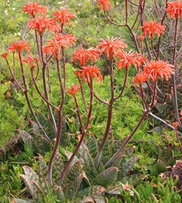 Soap Aloe, Aloe Maculata
Shutterstock.com
New York, NY
