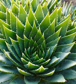 Spiral Aloe Plant, Aloe Polyphylla
GAP Photos