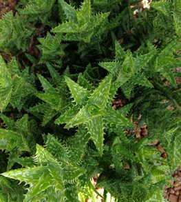Tiger Tooth Aloe, Aloe Juvenna
Shutterstock.com
New York, NY