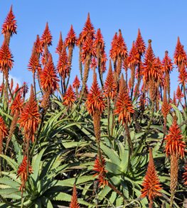 Torch Aloe, Aloe Arborescens
Shutterstock.com
New York, NY