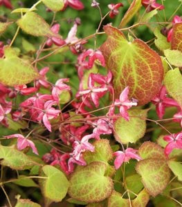 Bishop's Hat, Epimedium Hybrid, Ground Cover Plant
Shutterstock.com
New York, NY