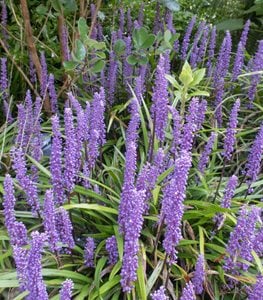 Blue Lilyturf, Ground Cover Plant, Liriope
Shutterstock.com
New York, NY