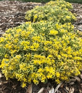 Boogie Woogie Sedum, Sedum, Yellow Flowered Ground Cover
Proven Winners
Sycamore, IL