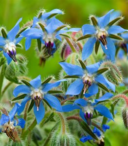 Borage Flowers, Blue Flowers
Garden Design
Calimesa, CA