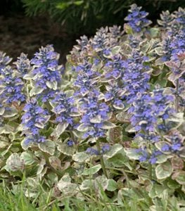 Burgundy Glow Bugleweed, Ajuga Reptans, Carpet Bugleweed
Walters Gardens