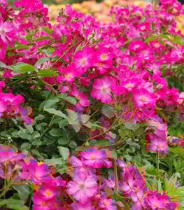 Carpet Roses, Rosa, Rose Ground Cover
Shutterstock.com
New York, NY