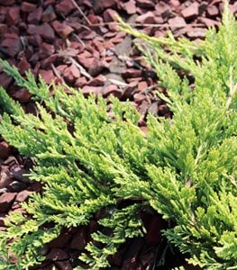 Creeping Juniper, Juniperus Horizontalis
Shutterstock.com
New York, NY
