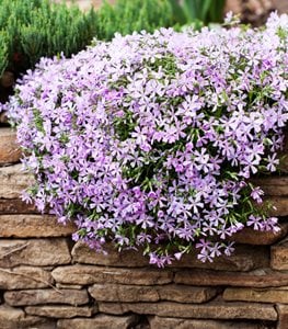 Creeping Phlox, Phlox Sublata, Ground Cover With Purple Flowers
Shutterstock.com
New York, NY