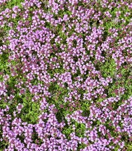 Creeping Thyme, Thymus Praecox, Purple Flowered Ground Cover
Shutterstock.com
New York, NY