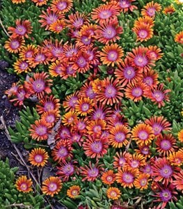 Fire Spinner Ice Plant, Delosperma, Ice Plant
Proven Winners
Sycamore, IL