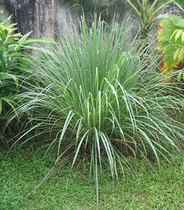 citronella grass
