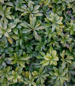 Japanese Pachysandra, Pachysandra Terminalis, Ground Cover Plant
Shutterstock.com
New York, NY