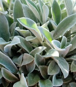 Lamb's Ears Plant, Stachys Byzantine, Fuzzy Leaves
Shutterstock.com
New York, NY