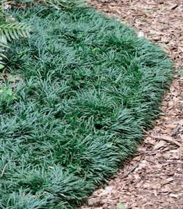 Mondo Grass, Ophiopogon Japonicus, Grass Ground Cover
Millette Photomedia