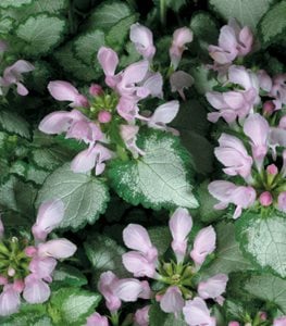 Pink Chablis Spotted Deadnettle, Lamium Maculatum, Dead Nettle Plant
Proven Winners
Sycamore, IL