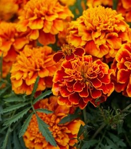 Marigold Flowers, Orange
Pixabay