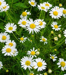 Roman Chamomile Flowers, Chamomile Flowers
Shutterstock.com
New York, NY