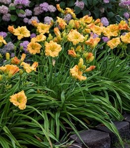 Daylilies In Border, Orange Smoothie Daylily, Hydrangea
Proven Winners
Sycamore, IL