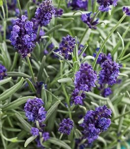 Lavender, Sweet Romance
Proven Winners
Sycamore, IL