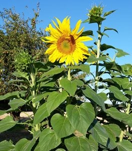 GIANT SUNFLOWER