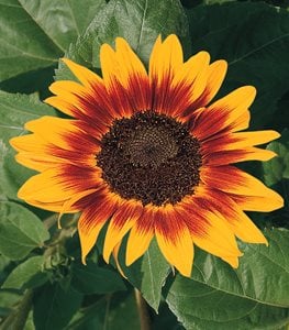 SPECIALTY SUNFLOWER