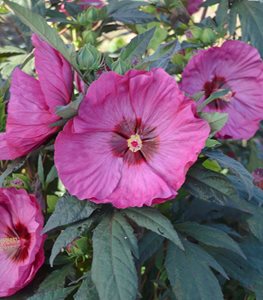 Hibiscus Berry Awesome, Rose Mallow
Proven Winners
Sycamore, IL