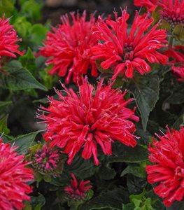 Pardon My Cerise Bee Balm, Monarda Didyma, Cerise Flower
Proven Winners
Sycamore, IL