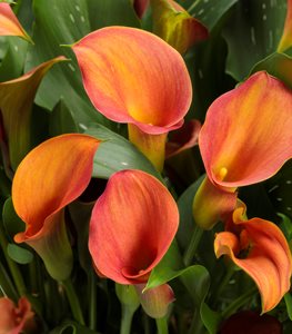 Be My® Main Squeeze™ CALLA LILY